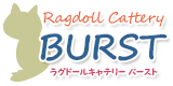 Ragdoll Cattery BURST
